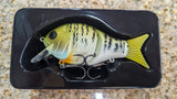 BLACK DOG BAIT 4" SHELLCRACKER G2