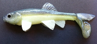 LITTLE CREEPER ALL AMERICAN TRASH FISH SWIMBAITS 2PK