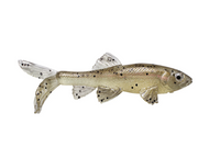 LITTLE CREEPER ALL AMERICAN TRASH FISH SWIMBAITS 2PK