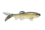 LITTLE CREEPER ALL AMERICAN TRASH FISH SWIMBAITS 2PK