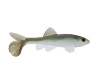 LITTLE CREEPER ALL AMERICAN TRASH FISH SWIMBAITS 2PK