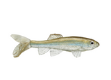 LITTLE CREEPER ALL AMERICAN TRASH FISH SWIMBAITS 2PK